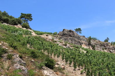 Domaine du Tunnel Cornas Vineyards